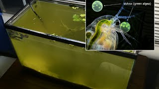 Raising Daphnia for the Freshwater Aquarium [upl. by Ferdinanda677]