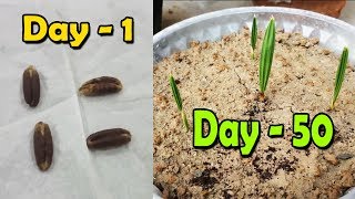 DATE SEED GERMINATION  How to Grow Date Palm Tree from Seed  Date Palm Plant  Sprouting Seeds [upl. by Aciras680]