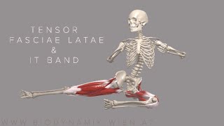 Tensor Fasciae Latae amp IT Band Basics 4k Animation [upl. by Chancey]