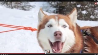 Awesome Talking Huskies Compilation [upl. by Faubert]