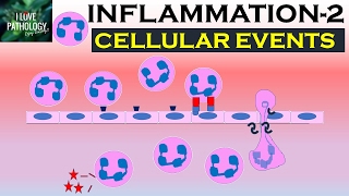 INFLAMMATION Part 2 Cellular Events Leukocyte Recruitment [upl. by Ffoeg]