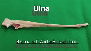 Ulna of Dog  Veterinary Anatomy  Dog Forelimb [upl. by Almena725]