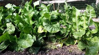 Growing Horseradish Planting To Eating [upl. by Casanova]