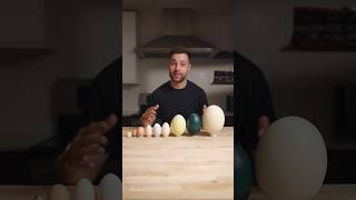 I Cooked the World’s CRAZIEST Eggs [upl. by Lattonia]