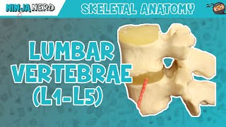 Lumbar Vertebrae L1L5 Anatomy [upl. by Pat]