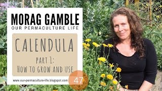 Calendula Part 1 How to Grow and Use [upl. by Fidole457]