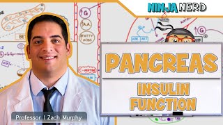 PANCREAS Blood Supply  Anatomy Tutorial [upl. by Tryck]