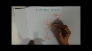 Sperm Capacitation and the Acrosome reaction [upl. by Seyah]