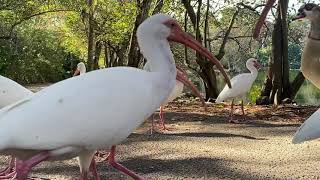 American White Ibis [upl. by Omsoc]