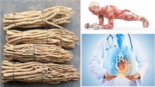 The Extraordinary Benefits of Astragalus Root The Ancient Herb of Longevity and Strength [upl. by Harrod]