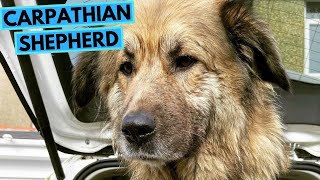 Carpathian Shepherd  TOP 10 Interesting Facts [upl. by Tiffa592]