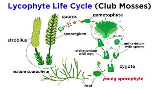 Lycophytes Early Vascular Plants [upl. by Darrill]