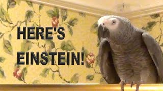 Here’s Einstein The official channel trailer of Einstein the Talking Texan Parrot [upl. by Attenwahs209]