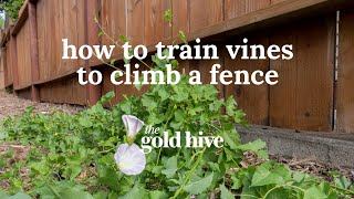 How to Train Vines to Climb a Fence [upl. by Kcuhc]