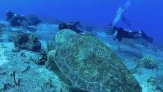 Biggest Sea Turtle in the Caribbean [upl. by Anagnos]