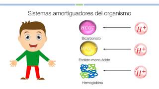 2 Sistemas amortiguadores del organismo Bioquímica [upl. by Arhaz]