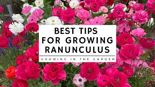 HOW to PLANT and GROW RANUNCULUS plus TIPS for growing ranunculus in HOT CLIMATES [upl. by Daven]