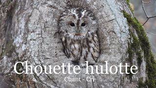 Chouette hulotte  chant et cri [upl. by Merkley]