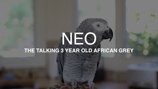 quotNeoquot the African Grey talking up a storm  Best parrot talking video ever plus he whistles Mozart [upl. by Luiza]