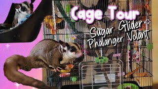 Cage Tour Sugar GliderPhalanger volant [upl. by Earased908]