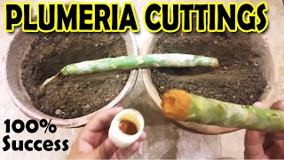 HOW TO GROW PLUMERIA FROM CUTTINGS  PLUMERIA PROPAGATION  Sprouting Seeds [upl. by Atteuqal]