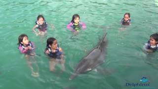 Nadando con delfines en Cancún [upl. by Eadahc]