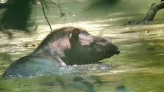 Wild Tapir in the Amazon Tapirus terrestris Tambopata Peru [upl. by Amory]