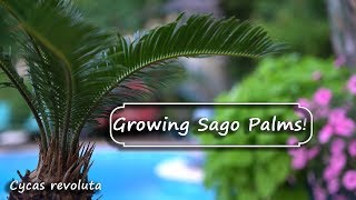 Sago Palm Care amp Issues  Cycas revoluta [upl. by Piggy]