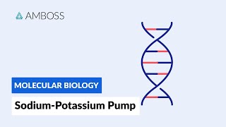 Sodiumpotassium ATPase Active Transport [upl. by Nidnarb]