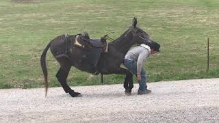 Dove  4 year old gaited Molly Mule for sale Watch this mount and dismount WOW ⁉️⁉️⁉️⁉️⁉️⁉️⁉️ [upl. by Artema467]