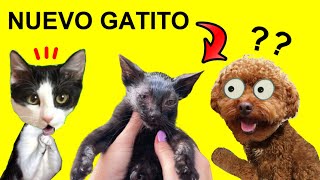 24 horas buscando a gatito bebe perdido con mi perro y animales  Videos de gatos Luna y Estrella [upl. by Gerrit798]