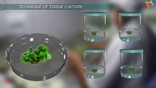 Tissue Culture [upl. by Lehcor]