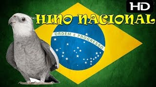 Hino Nacional Para Treinamento de Calopsitas  2 Horas [upl. by Anivla]