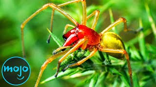 Top 10 Most Venomous Spiders On Earth [upl. by Croydon840]