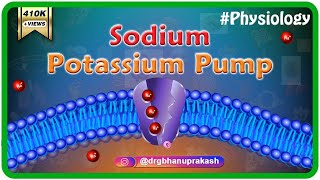 Sodium potassium pump animation [upl. by Pompei644]