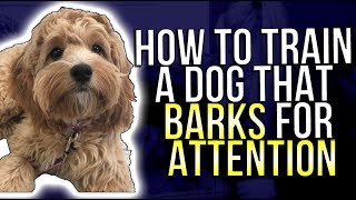 HOW TO TRAIN A DOG THAT BARKS FOR ATTENTION [upl. by Nov]