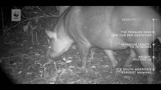 ResidentsOfTheForest  episode 1 Tapir Tapirus terrestris [upl. by Luba]