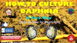 HOW TO CULTURE DAPHNIA In Easy Way [upl. by Augustine]