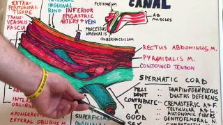 Inguinal Canal  Anatomy Lecture for Medical Students  USMLE Step1 [upl. by Jollanta]