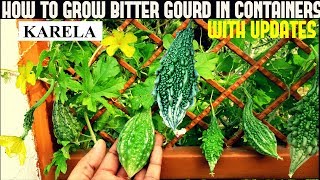 How To Grow Bitter GourdKarela in ContainersWith Full Updates [upl. by Sirapal737]