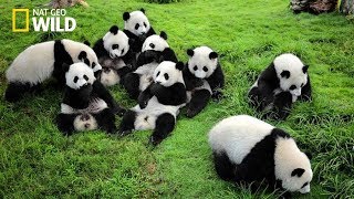 Life of Rare Panda – National Geographic And Wildlife Animal Documentary [upl. by Eatnwahs]