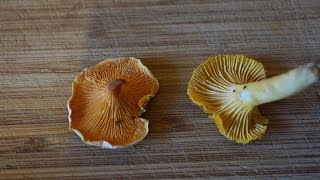 Chanterelle vs False Chanterelle [upl. by Basile]