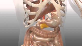 Endocrinology  Pancreas Insulin Function [upl. by Ahsikel]