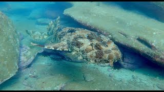 Meet the remarkable Wobbegong shark at Cabbage Tree Bay [upl. by Norabal238]