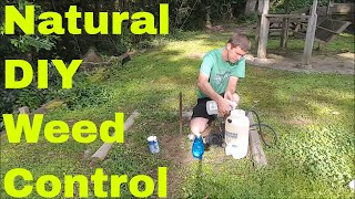 How to Make Homemade Weed Killer  Show Results with and without Salt [upl. by Thaine]