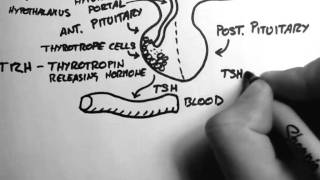 Thyroid Hormone 1  Control [upl. by Airekat955]