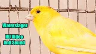 Waterslager CANARY Singing  HD Video and Sound  کناري واتر [upl. by Aniri617]