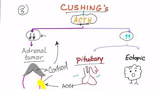 Cushing Syndrome Diagnostic Workup [upl. by Eyar]