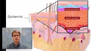 Integumentary System [upl. by Razatlab]