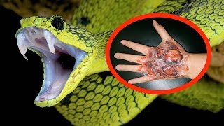 THE MOST VENOMOUS SNAKES In The World [upl. by Doggett212]